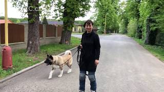 Hejbni kostrou  #1